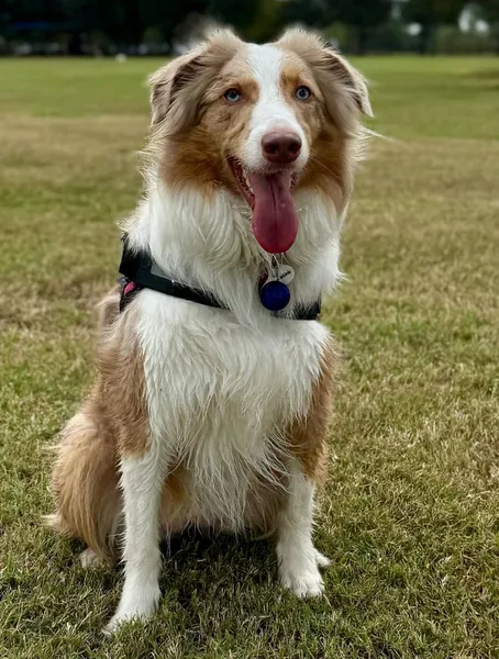 Perfect angle for pet portrait reference